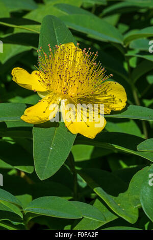 Rose von Sharon / Aaron Bart / große-Johanniskraut / Jerusalem star (Hypericum Calycinum) in Blüte Stockfoto