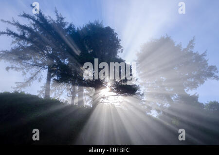 Sonnenlicht beleuchtet ein Baum und die Strand-Landschaft an der Küste von Oregon. Stockfoto