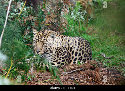 Leoparden (Panthera Pardus) ruht im Busch Stockfoto