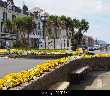 Llandudno Stadtzentrum im Frühjahr eine schöne Darstellung der Stiefmütterchen, die Palmen zu ergänzen. Stockfoto