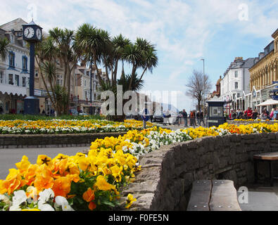 Llandudno Stadtzentrum im Frühjahr eine schöne Darstellung der Stiefmütterchen, die Palmen zu ergänzen. Stockfoto