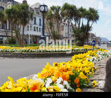 Llandudno Stadtzentrum im Frühjahr eine schöne Darstellung der Stiefmütterchen, die Palmen zu ergänzen. Stockfoto