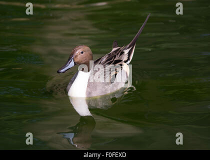 Pintail Ente (Anas Acuta) Stockfoto