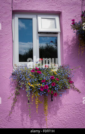 Weißes Fenster mit floralen Blumenkasten in Rosa Wand. Stockfoto