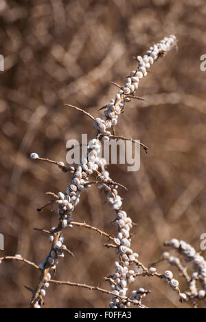 Kolonie von Schnecken auf Trockenrasen Closeup sitzen. Salzsee. Larnaca. Zypern. Stockfoto