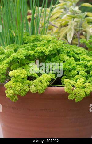 Petroselinum Crispum. Petersilie, Schnittlauch und Kräuter wachsen in einem Terrakotta-Blumentopf Stockfoto