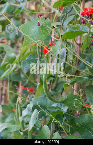 Phaseolus Coccineus. Stangenbohnen wachsen die Pflanzen in einen englischen Garten Stockfoto