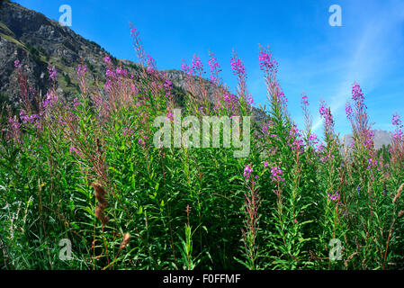 Nahaufnahme der Blüte, Blume im Garten, Blume mit Himmelshintergrund, Blume mit Moutain Hintergrund, weißen Rosenblüten in einer garde Stockfoto