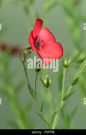 Flachs (Linum Grandiflorum) Blumen auf grünem Hintergrund, in der Nähe erschossen, lokalen Fokus Stockfoto