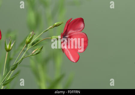 Flachs (Linum Grandiflorum) Blumen auf grünem Hintergrund, in der Nähe erschossen, lokalen Fokus Stockfoto