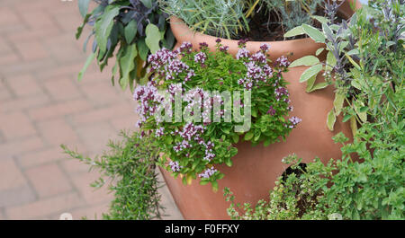 Thymus Vulgaris. Gemeinsamen Thymian / Garten-Thymian-Blüte mit anderen Kräutern in Terrakotta-Blumentöpfe Stockfoto