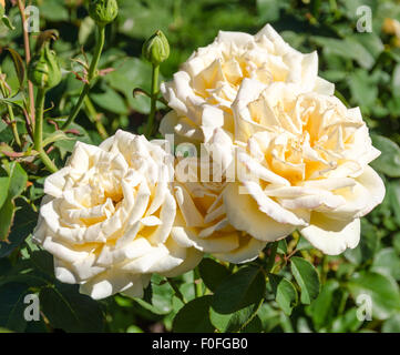 Rosen aus Portland berühmten International Rose Test Garden in Washington Park, Oregon. Stockfoto