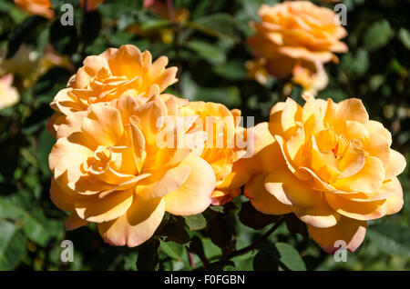 Rosen aus Portland berühmten International Rose Test Garden in Washington Park, Oregon. Stockfoto