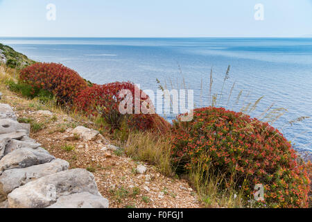 Landschaft mit Blume Busch am Meer in natürlichen Park Zingaro in Sizilien, Italien Stockfoto