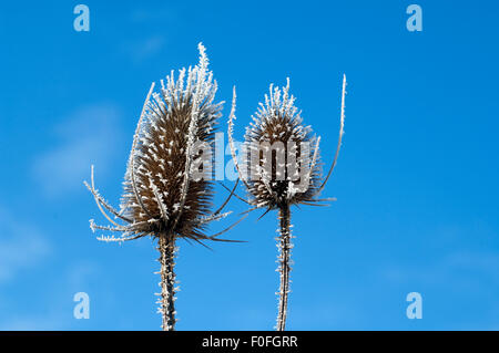 Kardendistel Dipsacus, Raureif, Stockfoto