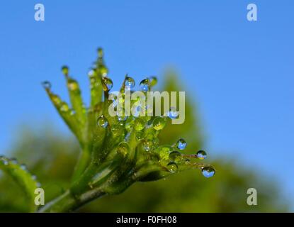 Tautropfen auf frische neue sprießen Brombeerblätter Stockfoto