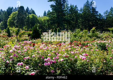 Rosen aus Portland berühmten International Rose Test Garden in Washington Park, Oregon. Stockfoto