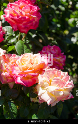 Rosen aus Portland berühmten International Rose Test Garden in Washington Park, Oregon. Stockfoto