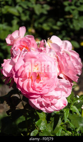 Rosen aus Portland berühmten International Rose Test Garden in Washington Park, Oregon. Stockfoto