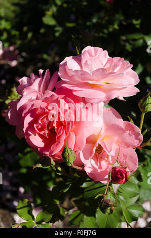 Rosen aus Portland berühmten International Rose Test Garden in Washington Park, Oregon. Stockfoto