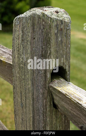 Flechten und Moos auf einem Pfosten und Zaun in Montague, Michigan, USA Stockfoto