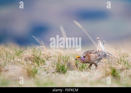 Sharp-tailed Grouse LEK Ritual Paarung Tanz in eine Wiese in Alberta, Kanada Stockfoto