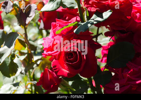 Rosen aus Portland berühmten International Rose Test Garden in Washington Park, Oregon. Stockfoto