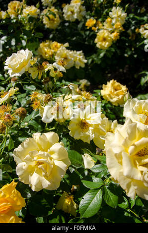 Rosen aus Portland berühmten International Rose Test Garden in Washington Park, Oregon. Stockfoto