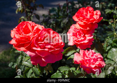 Rosen aus Portland berühmten International Rose Test Garden in Washington Park, Oregon. Stockfoto