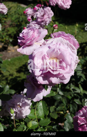 Rosen aus Portland berühmten International Rose Test Garden in Washington Park, Oregon. Stockfoto