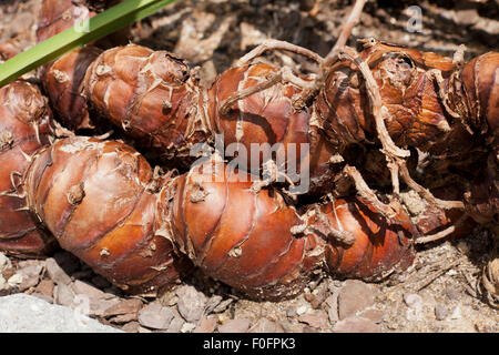 Kahili Ginger Hedychium Gardnerianum Ginger Lily Schmetterlingsingwer Stockfotografie Alamy