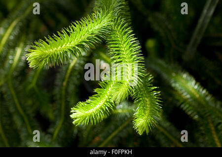 Rock-Quaste Farn-Blätter (Huperzia Squarrosa) Stockfoto