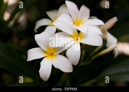 "Schlachtung ist Pink" Plumeria Blüten Stockfoto