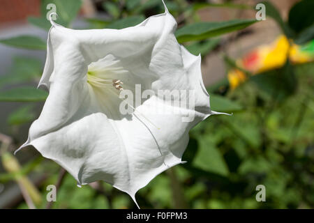 Devil's Trompete Blume (Datura innoxia) - USA Stockfoto