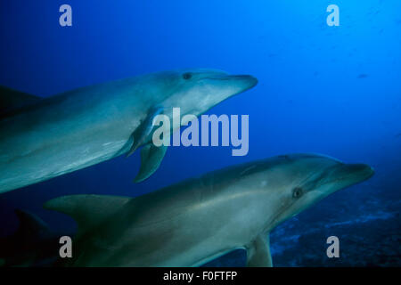 PAAR FLASCHE NASE DELPHIN SCHWIMMEN IM BLAUWASSER Stockfoto