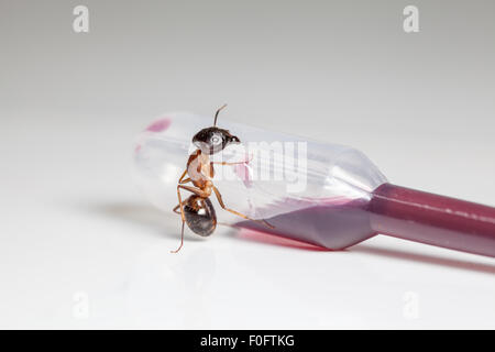 rote Ameise Formica Rufa sitzen auf einer Pipette mit Cuberdon sauce Stockfoto