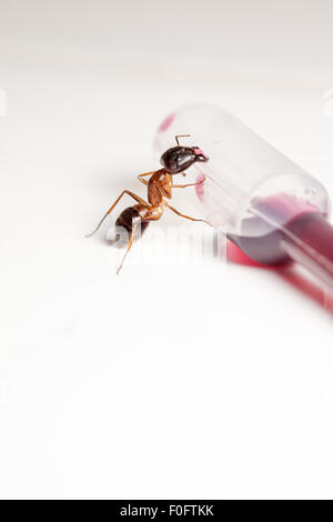 rote Ameise Formica Rufa sitzen auf einer Pipette mit Cuberdon sauce Stockfoto