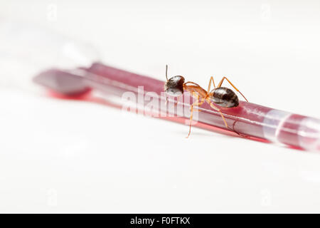 rote Ameise Formica Rufa sitzen auf einer Pipette mit Cuberdon sauce Stockfoto