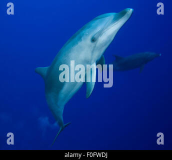 FLASCHE NASE DELPHIN SCHWIMMEN IM KLAREN, BLAUEN WASSER Stockfoto