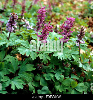 Laerchensporn, Corydalis Cava, Stockfoto