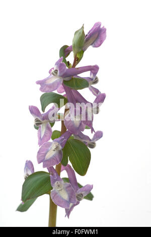 Laerchensporn; Corydalis; Cava; Stockfoto