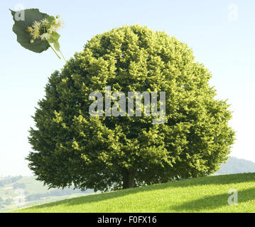 Lindenblueten; Tilia Platyphyllos; Lindenblatt; Stockfoto