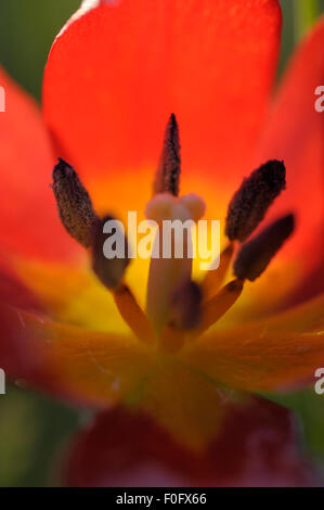 Nahaufnahme in wilde Tulpe (Tulipa Schrenkii) Blume, Rostovsky Nature Reserve, Rostow, Russland, April 2009 Stockfoto