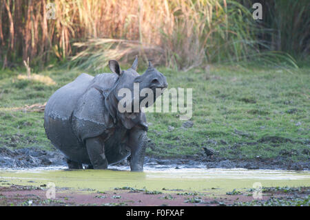 Das Bild wurde im Kaziranga Nationalpark in Indien gedreht. Stockfoto