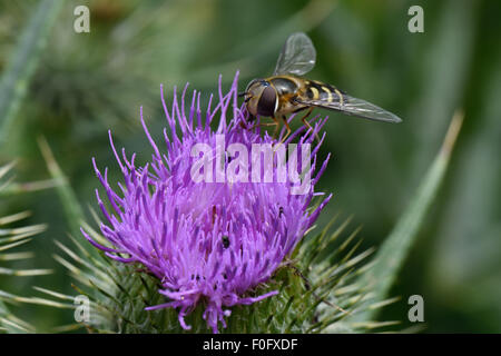 Eine Schwebefliege, Scaeva pyrastri, die die lila Blume einer Speerdistel frisst, Cirsium vulgare, Berkshire, Juli Stockfoto