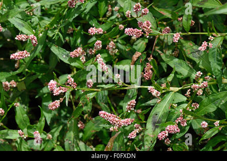 Rotschenkel, Polygonum Maculosa, blühende jährliche Acker-Unkraut auf Brachland, Berkshire, August Stockfoto