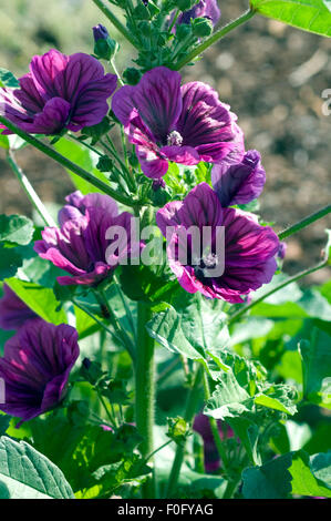 Mauretanische Malve, Wilde Malve, Malva sylvestris Stockfoto