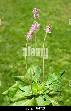 Mittlerer Wegerich, Plantago, Medien, Stockfoto