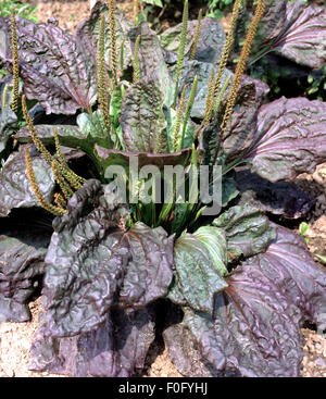 Hoary Wegerich, Plantago Media, ein Unkraut im Rasen Rasen