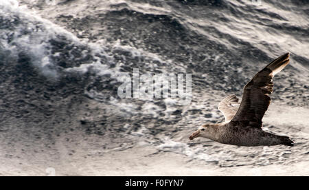 Südlichen Riesen Sturmvogel oder Antarktis riesige Sturmvogel, riesige Fulmar, Stinker und Stinkpot im Flug Südpolarmeer Stockfoto